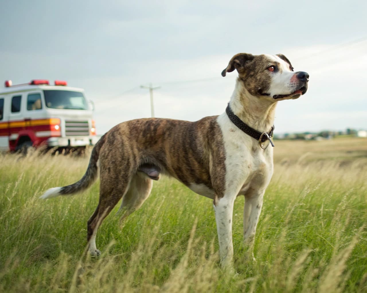 Pet Breeders, Adoption & Rescue